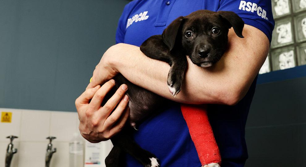 Donations help us to treat injured dogs like this black puppy with a bandaged leg.