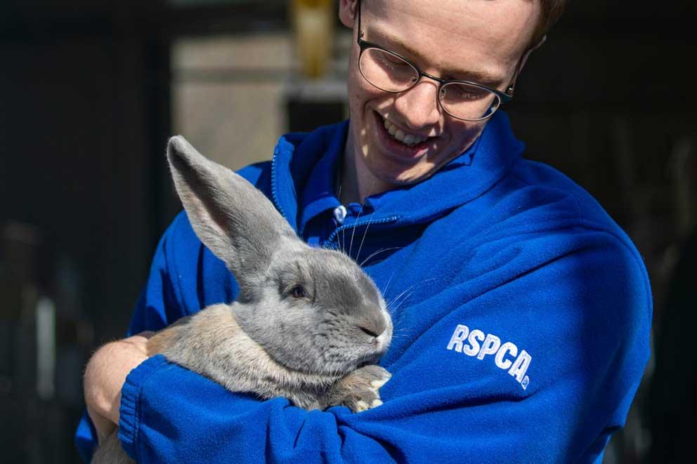 Animal Care Assistant Hayden Dearling holding a Continental Giant rabbit named Esm at West Hatch Animal Centre.