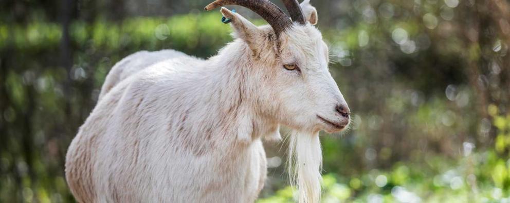 A goat in a paddock at West Hatch Animal Centre.