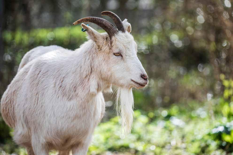 A goat in a paddock at West Hatch Animal Centre.