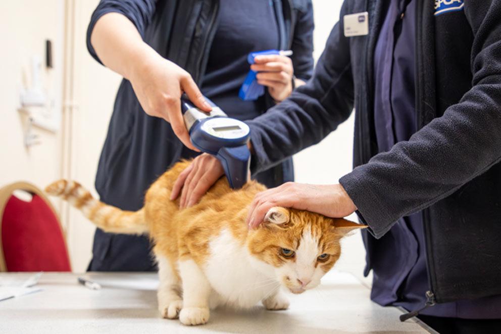 RSPCA staff offering free microchipping checks and here chipping a cat.
