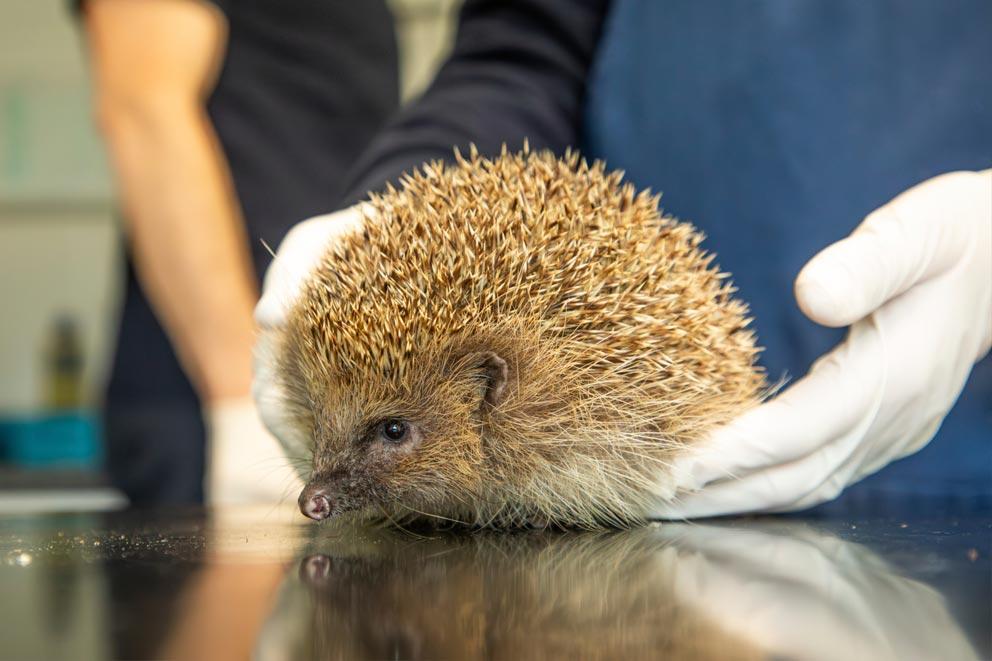 An injured hedgehog is assessed by veterinary staff at RSPCA West Hatch Wildlife centre.