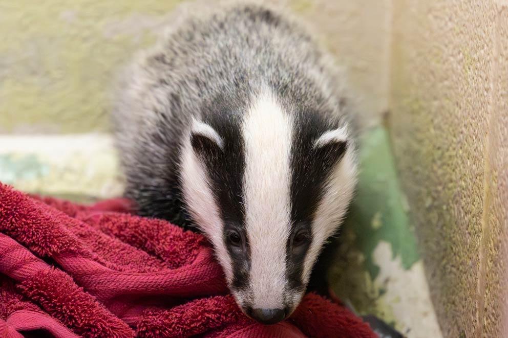 A rescued badger cub receiving care at wildlife rescue centre.