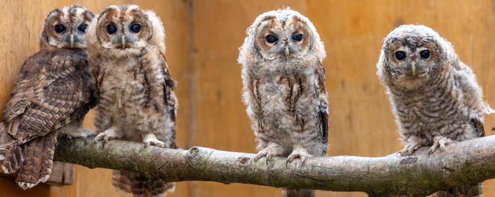 Four young Tawny owls during rehabilitation at RSPCA West Hatch Wildlife Centre.