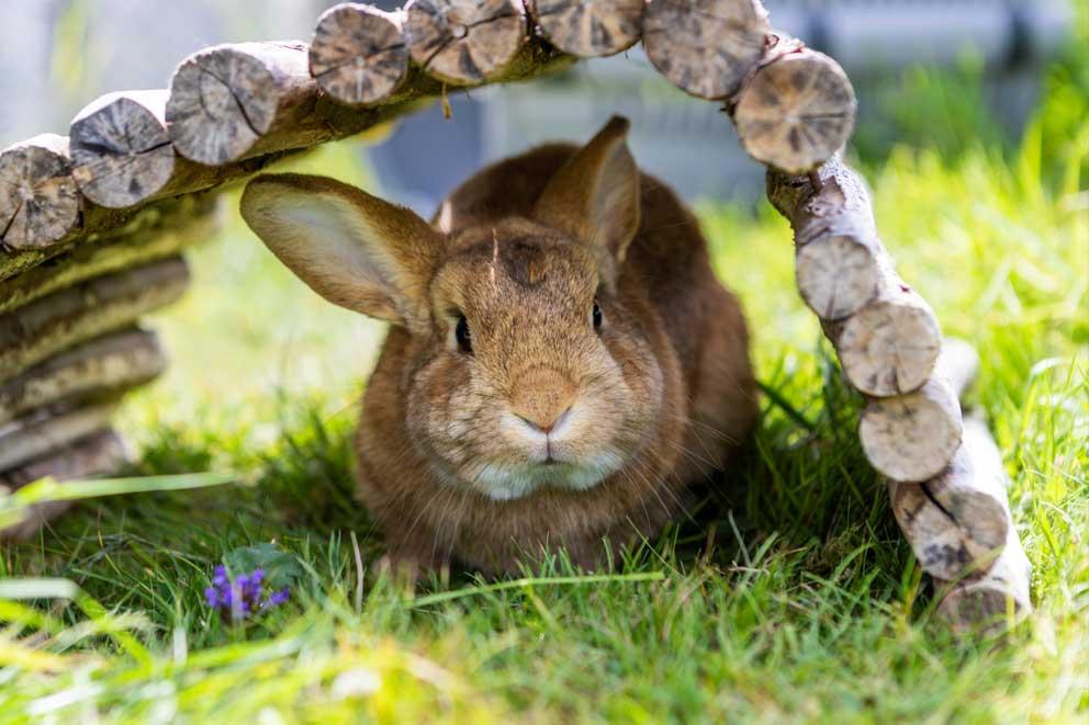 A rabbit sheltering from the sun on a warm summers day.