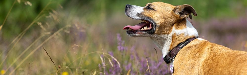 A dog standing in a meadow.