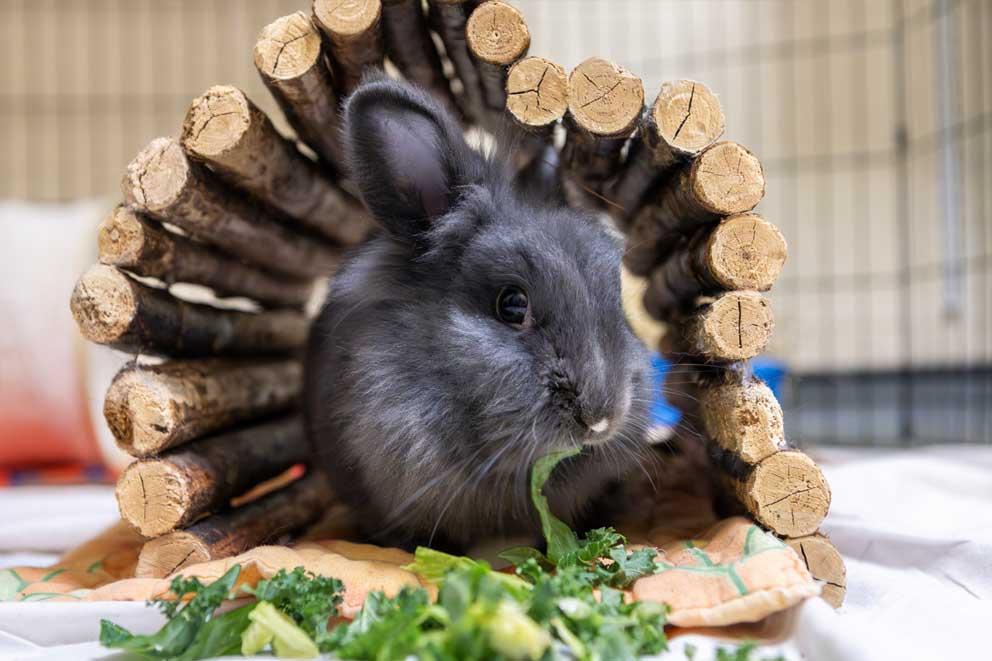 A rescued rabbit who is blind in one eye being looked after by one of our animal centres.