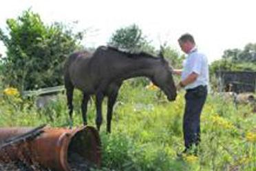 Inspector attending to horse in field