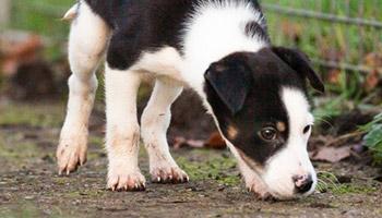 Dog on a walk sniffing the ground