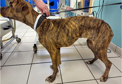 The side view of a severely underweight brindle pitbull standing at the vets.