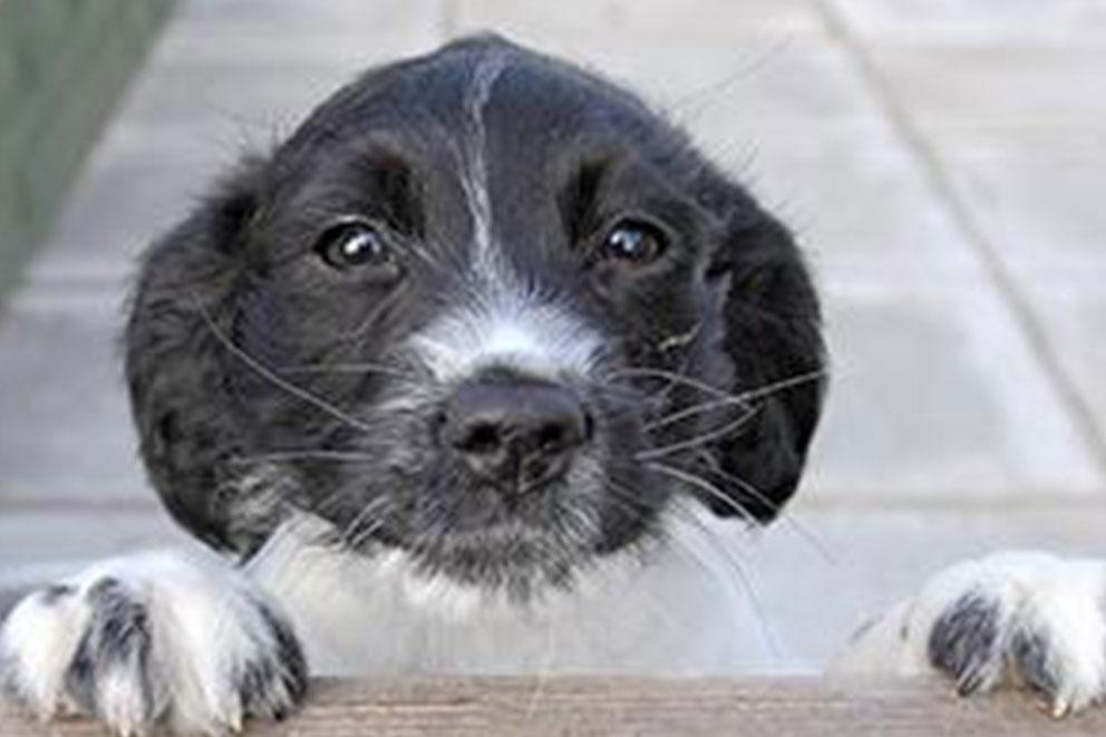 Black and white spaniel puppy close up