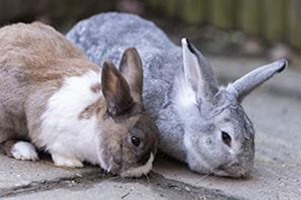 A pair of rabbits together sniffing the ground.