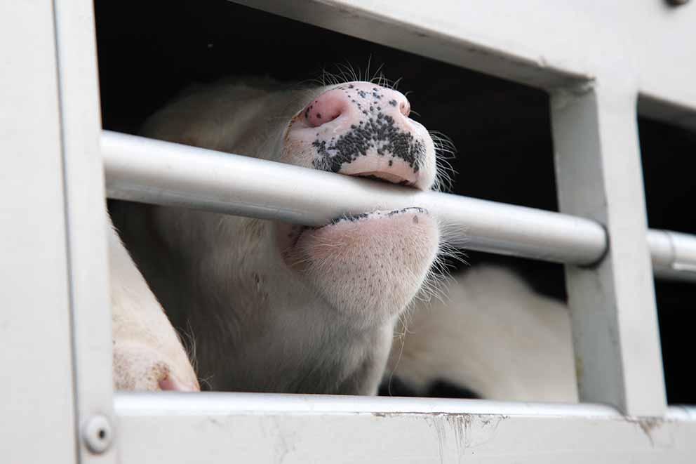 Cow biting down on the bars of a live transport truck