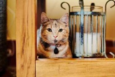 cat laying inside the house