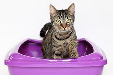 cat using purple litter tray