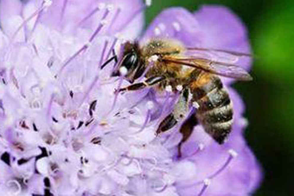 Close-up of a bee feeding on nectar from a colourful purple flower.