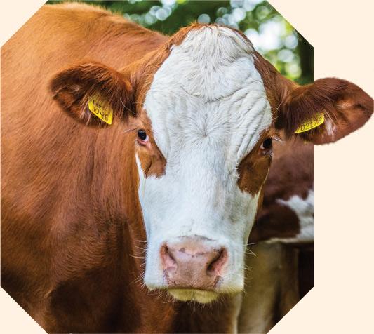 A cow looking to camera within an octopunct shape.