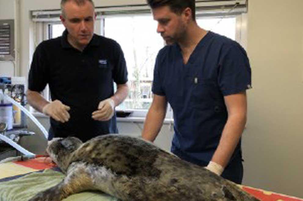 David Couper, senior vet examining a rescued seal.