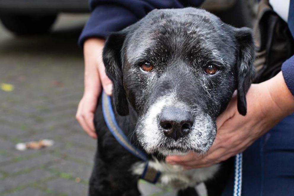 Close-up of dog on a lead.