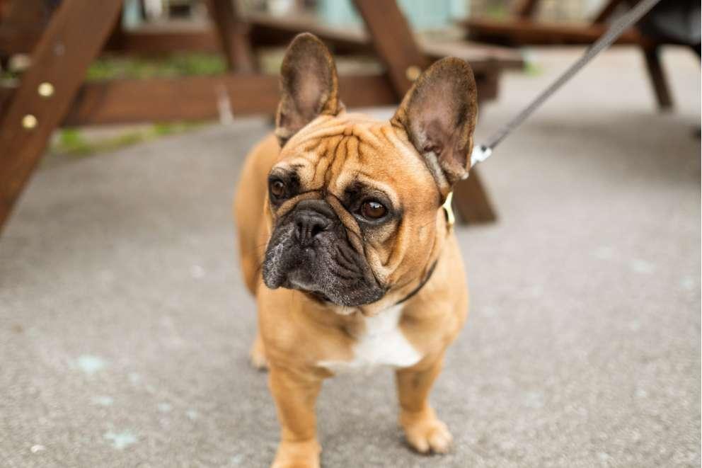 French bulldog on walk, he is leashed standing in front of a bench