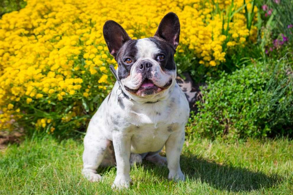 White and black patch french bulldog sat on the grass, large yellow bushes of flowers are behind him