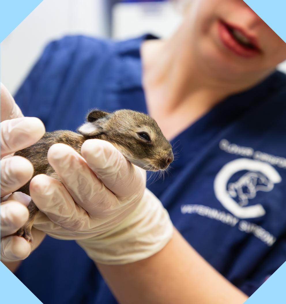 Close up of baby rabbit in vet's hands.