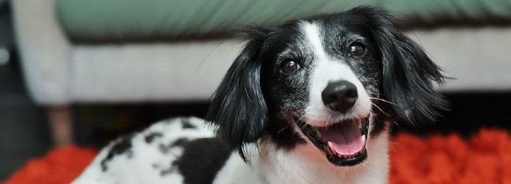 Give back to animals this winter