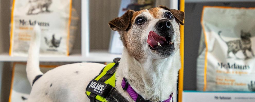 A dog with their tongue outside standing in front of a sack of pet food.