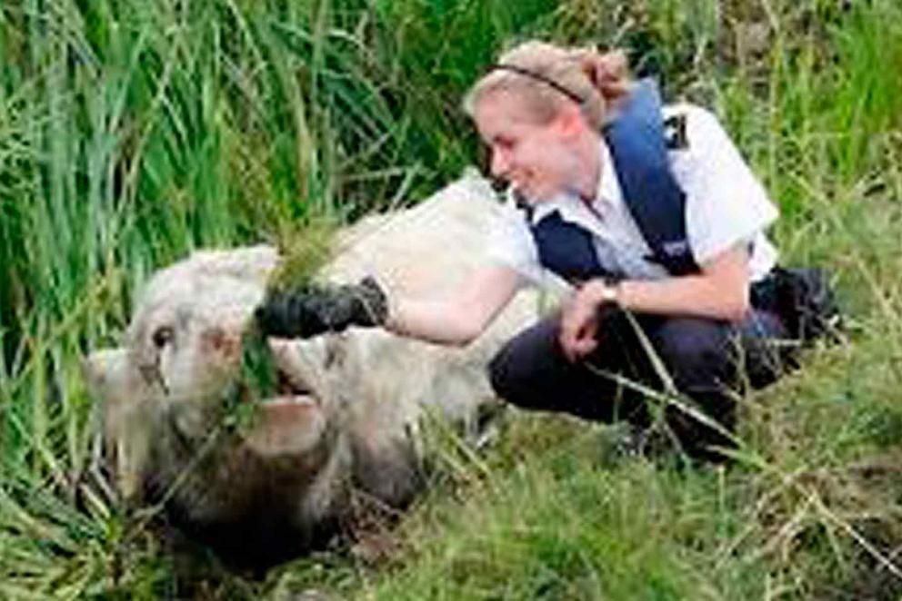 An inspector feeding a trapped cow in the countryside.