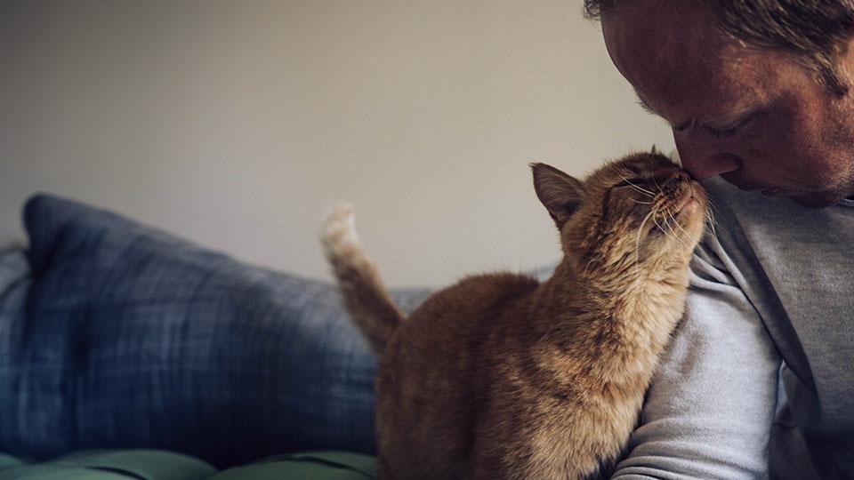 man looking at ginger cat