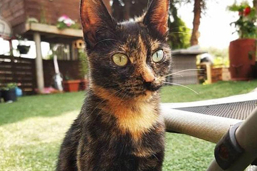 Cat sitting outside in the garden.