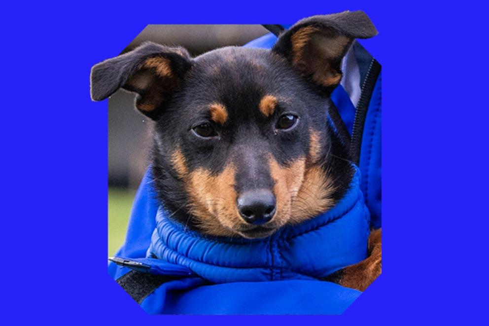 small black and tan dog in blue coat