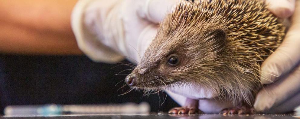 Close-up of a hedgehog on a vet's examination table.