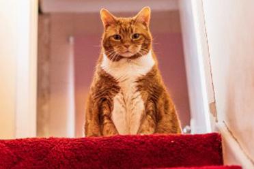 Overweight cat sat at the top of the stairs