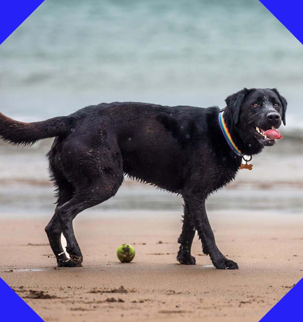 Large black dog walking on the beach, he has a ball at his feet and the sea behind him, he is wet