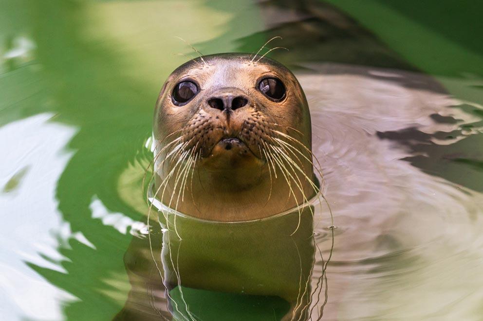 Seal's head popping out of the water.