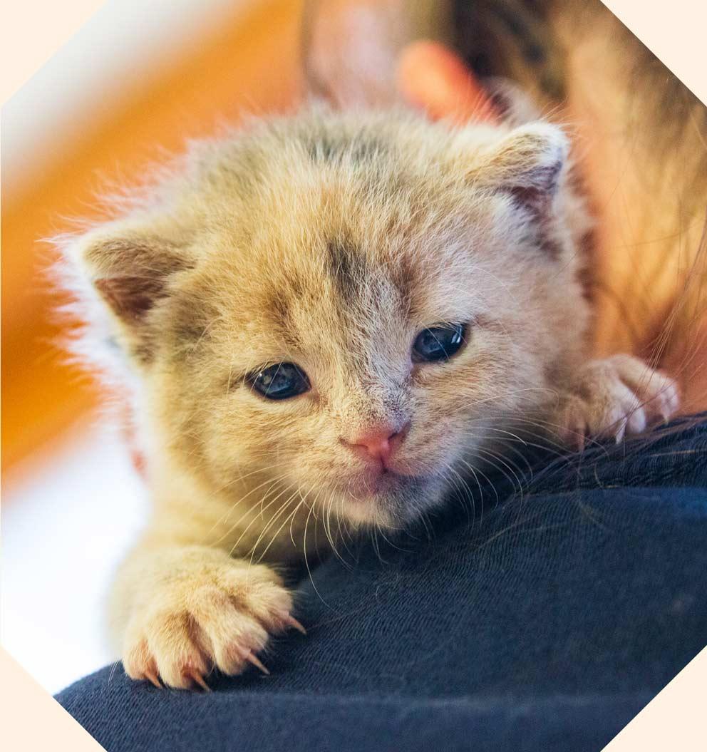 Kitten with blue eyes peering over the shoulder over person in blue top