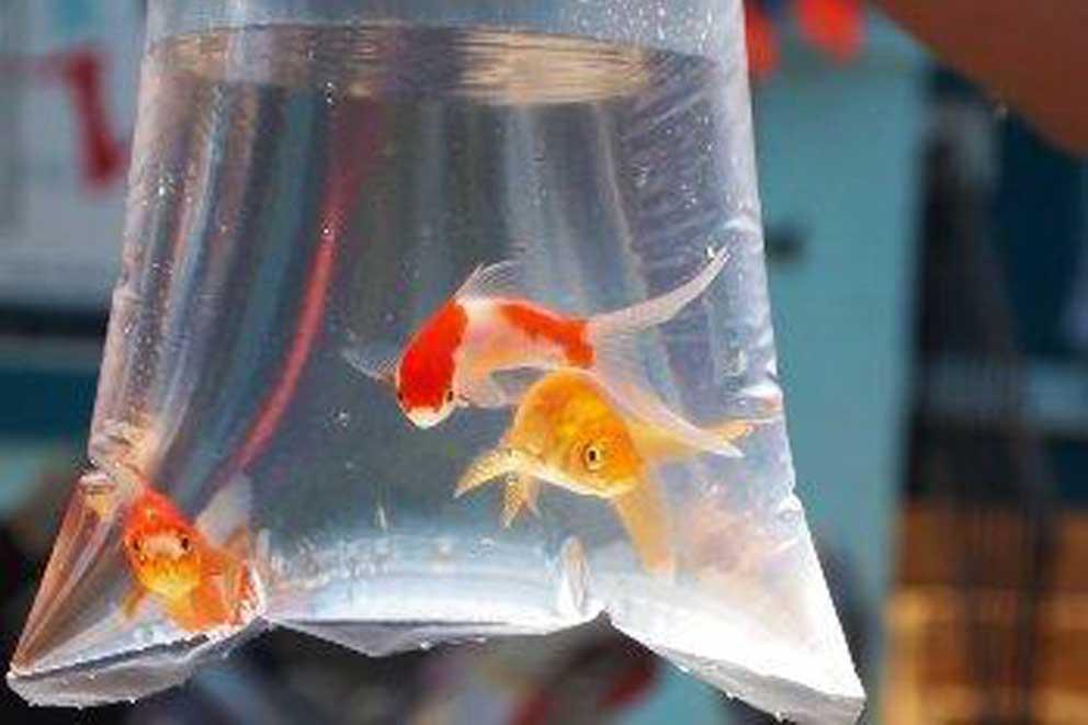 Three goldfish in a plastic bag being held up by hand.