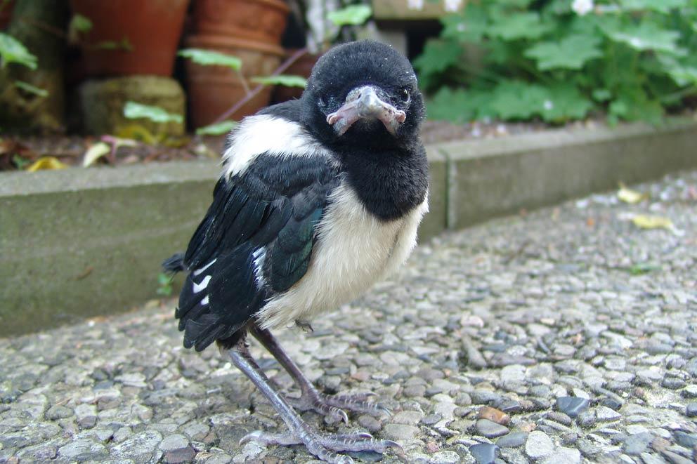 A young magpie standing in the garden.