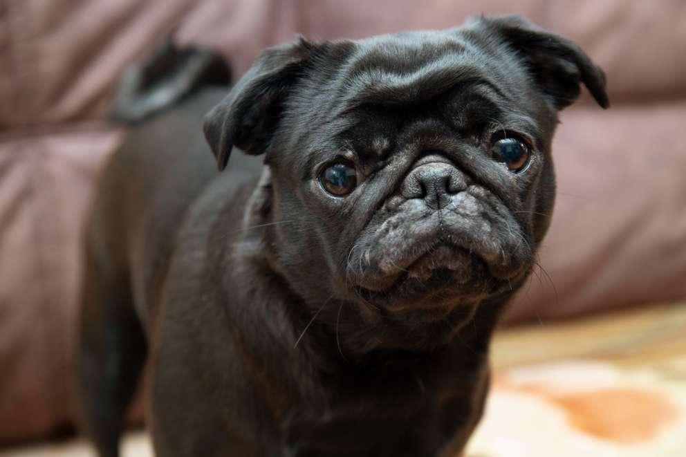 Black pug looking into the lens of the camera