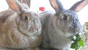 A pair of rabbits sitting together with the one on the right eating a leaf.