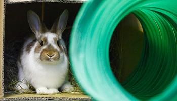 Single juvenile rabbit hiding in cardboard box