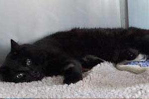 Black cat laying on sheepskin blanket