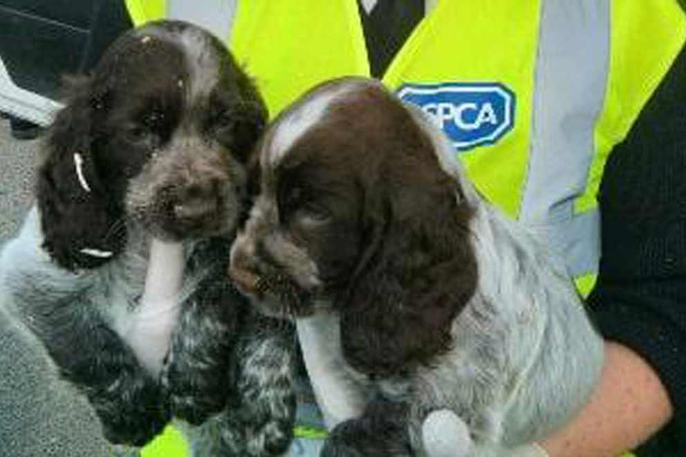 RSPCA inspector holding two puppies