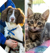 dual image of white and brown dog and a small kitten