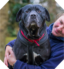 large black dog being held by woman in blue jumper