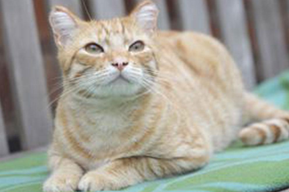 Ginger cat laying on outdoor bench