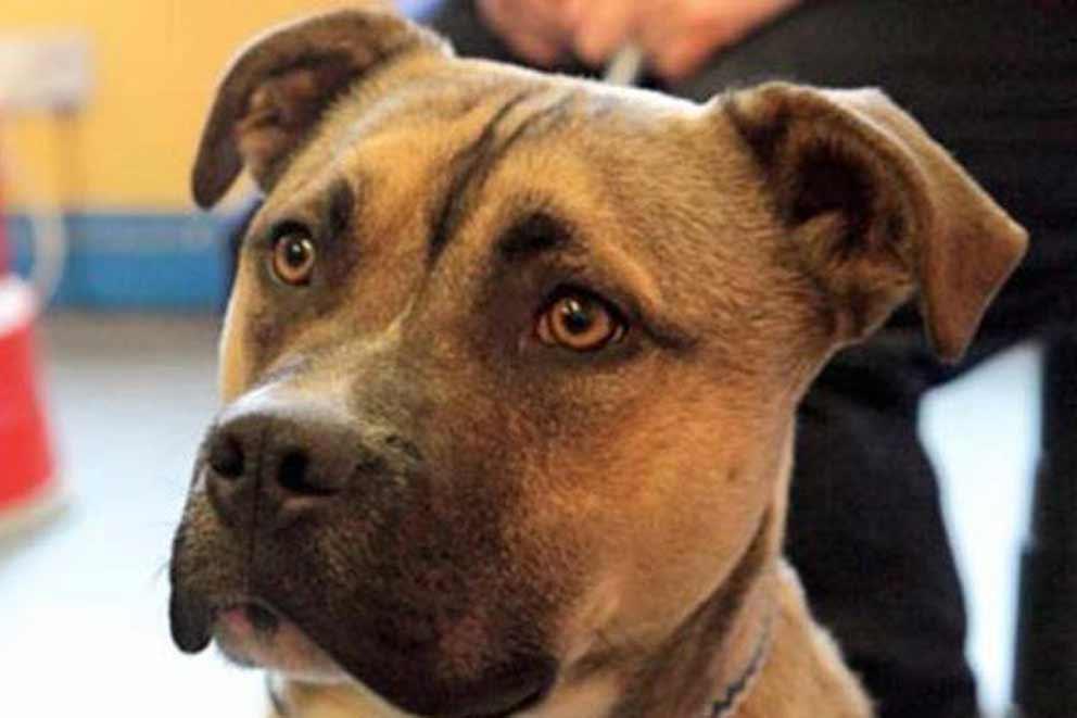 close-up of juvenile Mastiff dog.