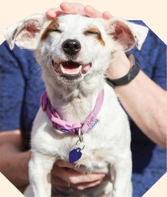 A dog looking happy being stroked on the head, within an octopunct shape.