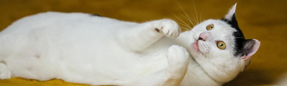 Cat lying on their back in playful mood.